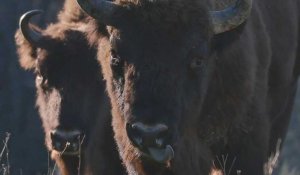 Roumanie: rescapés de l'extinction, les bisons sont les nouveaux rois des Carpates