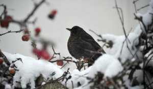 France : la justice suspend des autorisations de chasses traditionnelles d'oiseaux
