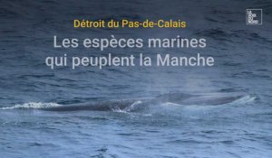 Baleines, requins, thons : quelles espèces se cachent dans le Détroit du Pas-de-Calais ?