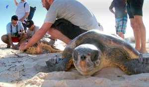Tunisie: trois tortues d'espèces protégées relâchées