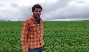 Sainte-Marie-d’Attez. Romain Wittrisch cultive du quinoa bio pour s’adapter au changement climatique