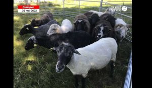 VIDÉO. À Quimper, c’est l’heure de la tonte pour les moutons