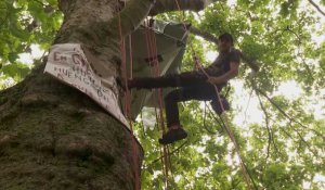 Tour Eiffel: un militant juché sur un arbre pour alerter sur leur protection