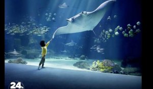 Nausicaá veut réinventer l’aquarium du futur