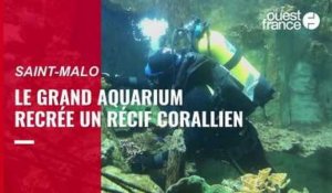 VIDÉO. Des boutures de coraux pour recréer un récif corallien à Saint-Malo 