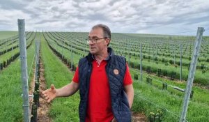 Mentque-Nortbécourt : le vignoble de la famille Bouin s'étend encore