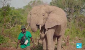Côte d'Ivoire : un safari pour sauver la faune sauvage