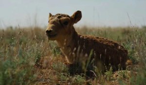Kazakhstan: en danger, la population d'antilopes saïgas reprend du poil de la bête