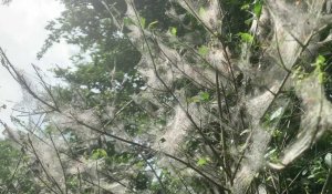 Des arbustes de l'Avesnois dévorés par des chenilles hyponomeutes