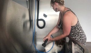 Une cabine de douche pour chiens a ouvert à Aire-sur-la-Lys