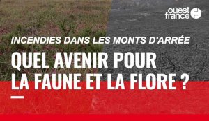 VIDÉO. Incendies : quel avenir pour la faune et la flore dans les monts d'Arrée ?