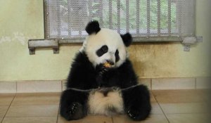 Au zoo de Beauval, pesée des jumelles pandas juste avant leur anniversaire