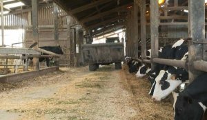 Sécheresse : des producteurs laitiers entament les stocks de foin prévus pour l'hiver
