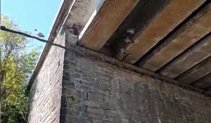 Des pigeons en apparence coincés sous le pont de Montroeul-sur-Haine: un habitant témoigne