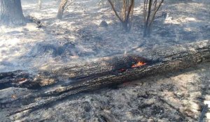 Montérolier. Incendie : 80 hectares de champ brûlés et propagation à un bois