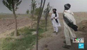 Culture du pavot interdite en Afghanistan :  quelles conséquences ?