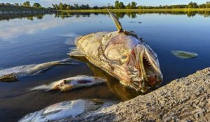 Des milliers de poissons morts sur l'Oder, des tests en cours en Allemagne et en Pologne