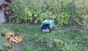 Chantilly. Six hérissons lâchés dans le Potager des Princes