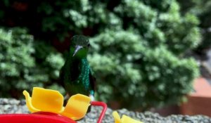 Caracas, un jardin d'Eden pour les colibris