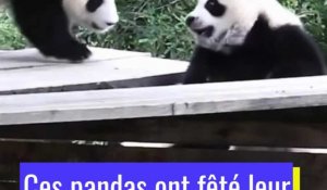 Deux pandas ont fété leur un an au zoo de Beauval, merci la diplomatie du panda!
