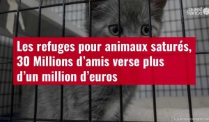 VIDÉO. Les refuges pour animaux saturés, 30 Millions d’amis verse plus d’un million d’euros