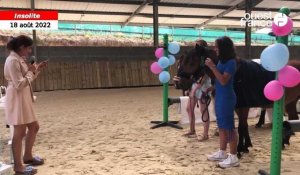 VIDÉO. À Vire Normandie, un club équestre organise le mariage de deux poneys
