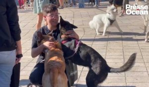 VIDÉO. Lutter contre l'abandon de chiens : une action forte à Nantes
