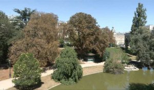 Face à chaleur, les arbres parisiens perdent déjà leurs feuilles