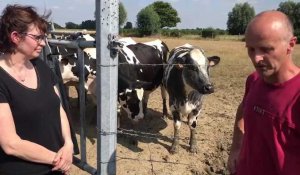Éleveurs laitiers dans le Nord, Martine et Hervé Wattelle expliquent les difficultés liées à la sécheresse et à la chaleur
