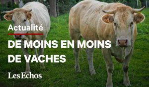 La France va-t-elle bientôt manquer de viande bovine ? 