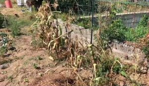 Les jardins familiaux de Saint-Quentin à l'épreuve de la sécheresse