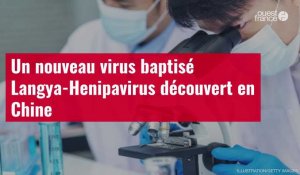 VIDÉO. Un nouveau virus baptisé Langya-Henipavirus découvert en Chine