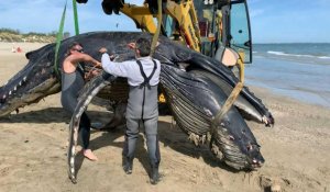 Rare en Méditerranée, une baleine à bosse s'échoue dans le sud de la France