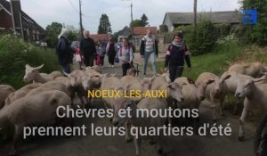 Les écoliers de Noeux-lès-Auxi mènent chèvres et moutons au Riez