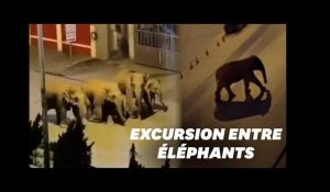 En Chine, des éléphants se promènent tranquillement en ville
