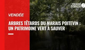 VIDÉO. Vendée : la Fondation du patrimoine au secours des arbres du marais Poitevin