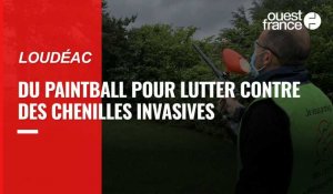 VIDÉO. Loudéac : lutte contre les chenilles processionnaires au paintball