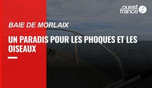 VIDÉO. Baie de Morlaix : paradis des phoques et des oiseaux