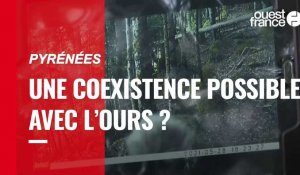 VIDÉO. Pyrénées : une coexistence possible avec l’ours ?