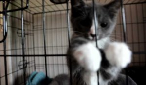 Tourcoing : "Very Cat Trip" : la nouvelle campagne de la SPA contre les abandons de chats