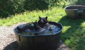 Takoda, l'ours noir du zoo de l'Oregon, savoure une baignade rafraîchissante