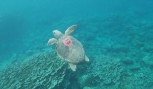 A La Réunion, des tortues marines équipées de balises au service des météorologues