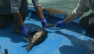 Pérou: les oiseaux de mer luttent pour survivre après la marée noire
