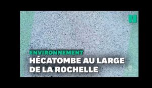 La mort des poissons dans le golfe de Gascogne due à un filet brisé