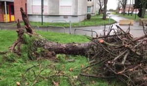 Quelques dégâts et chutes d’arbres dans l’Arrageois à cause des vents violents