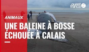 VIDÉO. Une baleine à bosse de près de 10 mètres retrouvée morte près de Calais