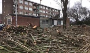 Tempête Eunice : un arbre tombe sur un local associatif à Roubaix