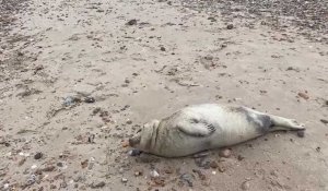 Un bébé phoque fatigué par la tempête sauvé à Ambleteuse