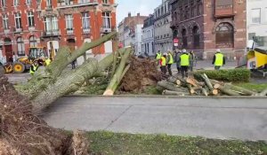 Lille : les arbres tombent façade de l’esplanade