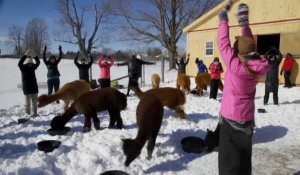 Canada  : ils font du yoga dans la neige, entourés d'alpagas